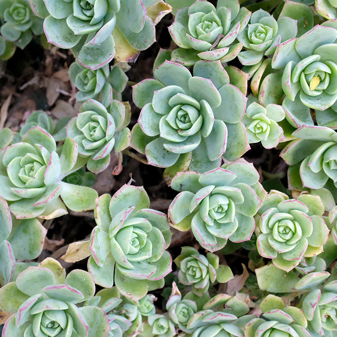 Simple Succulent Terrariums